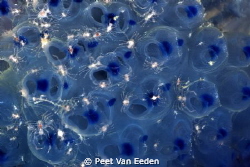 Nanofolk on Blue Choir Boys by Peet Van Eeden 